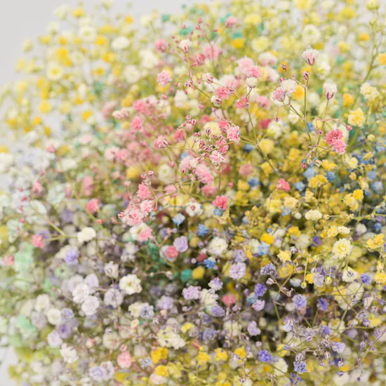Calming Gypsophila | Vase