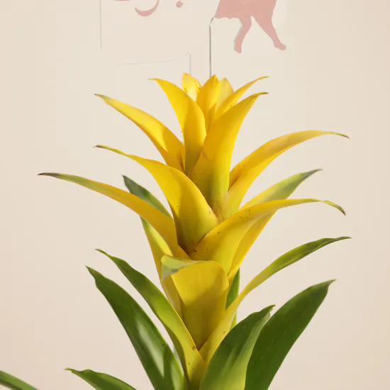 Fancy Yellow Eid Adha Mubarak Guzmania Plant
