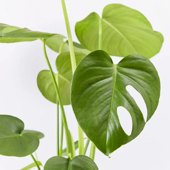 Cheese Plant