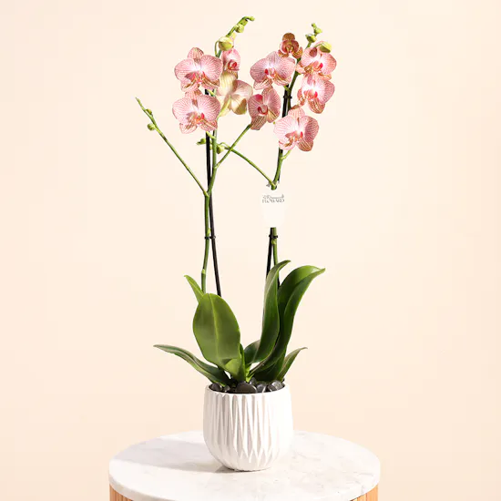 Ravello Orchid Plant | Source of kindness