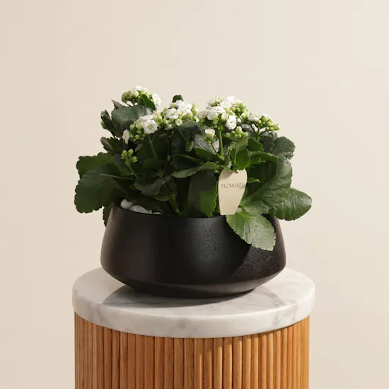 Elegant White Kalanchoe Plants Pot