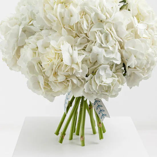 Hydrangea Dream