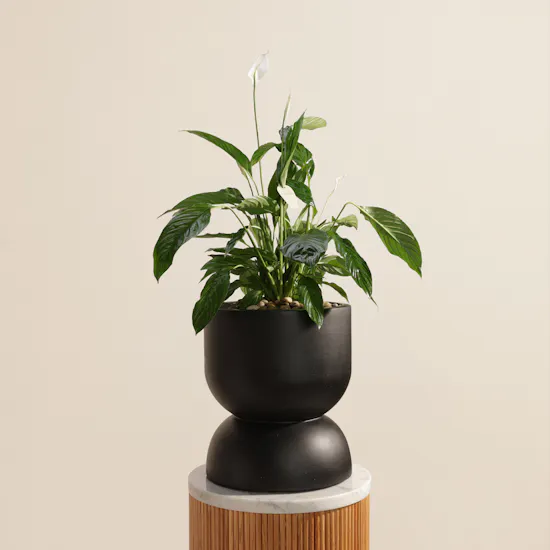 Light Spathiphyllum Bingo Plant