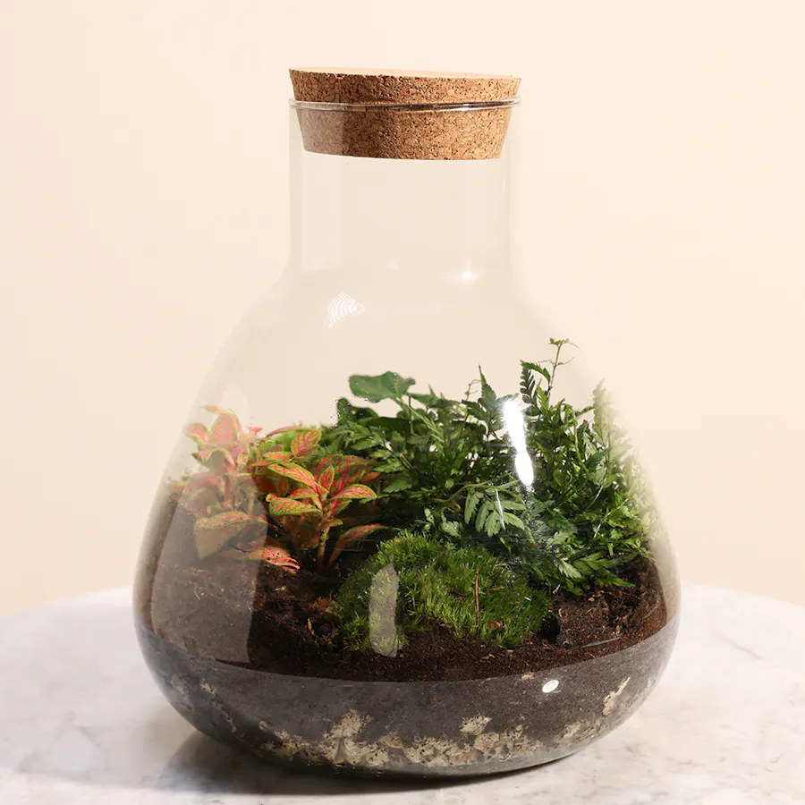 Terrarium with Mixed Indoor Plants  2