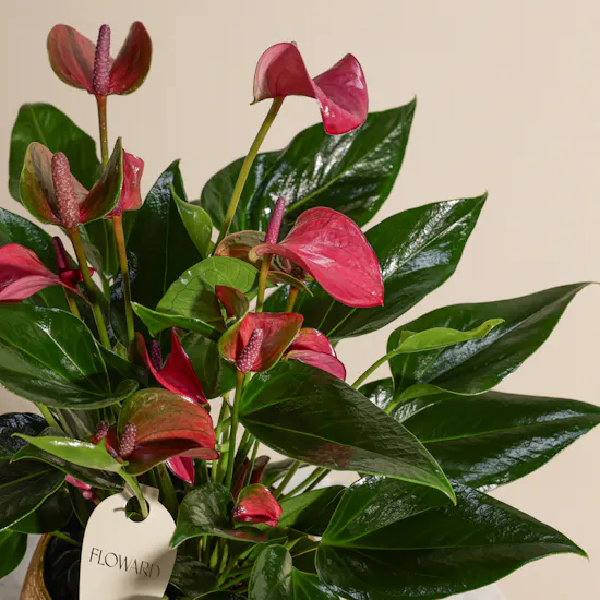 Purple Charm Anthurium Plant