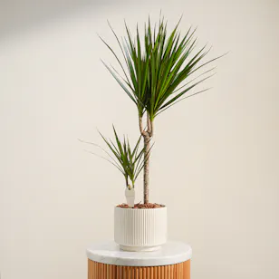 Spiky Draceana Marginata Plant