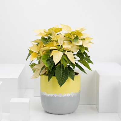 Plant in Tova Pot III