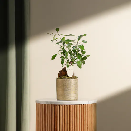 Magical Ficus Ginseng Plant