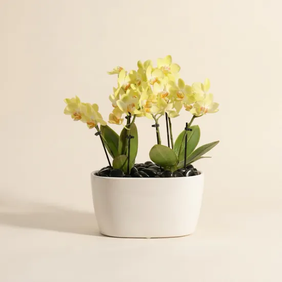Double Small Yellow Phalaenopsis Plants