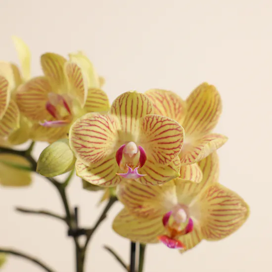 Little Multiflora Orchid Plant