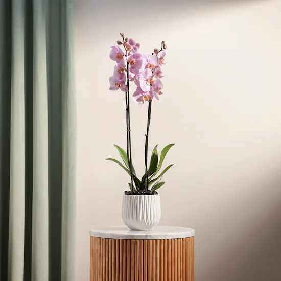 The Pure Pink Orchid