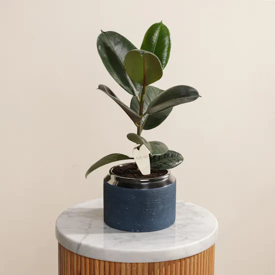 Ficus Elastica Robusta Plant