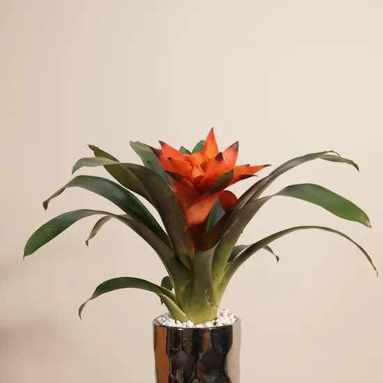 Orange Guzmania Plant
