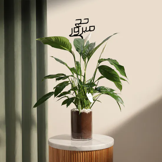 Blessed Hajj Peace Lily Plant