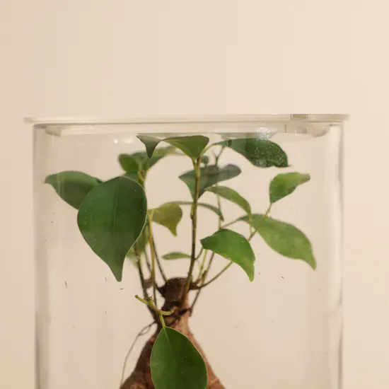 Minature Bonsai | Closed Terrarium