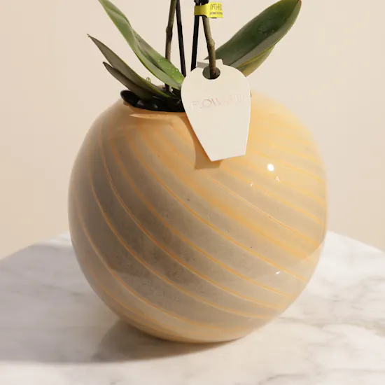 Radiant Small Pink Phalaenopsis Plant