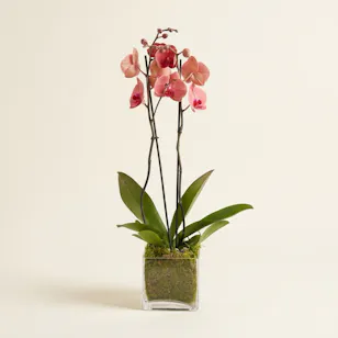 Charming Red Orchid Plant