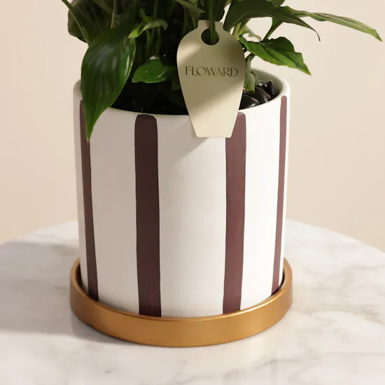 Delicate Purple Spathiphyllum Plant