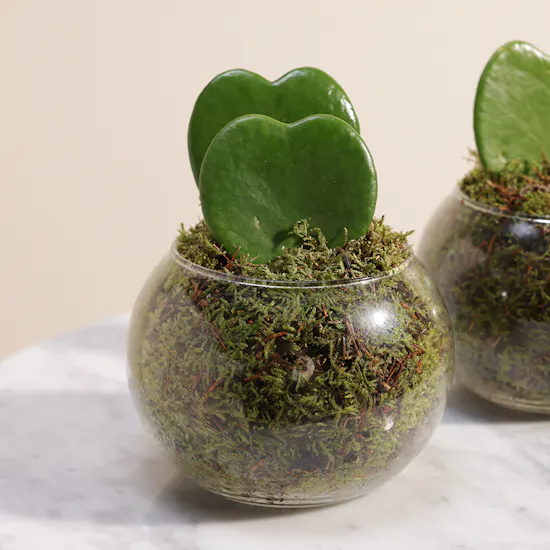 Forever Love Duo Plants