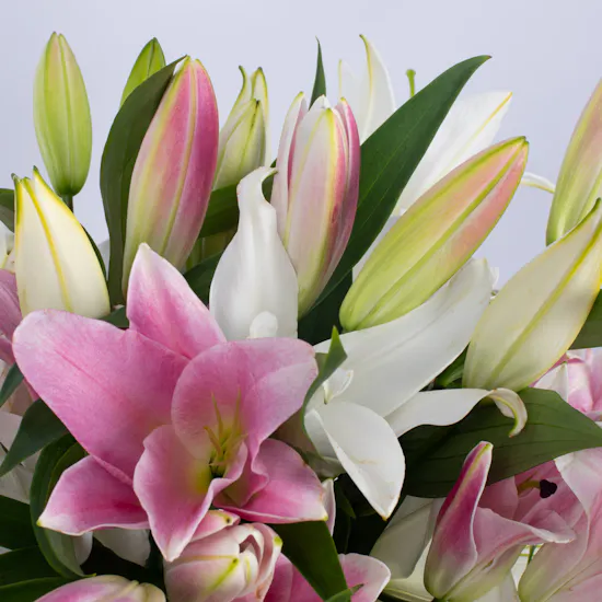 Pink & White Lilies Vase