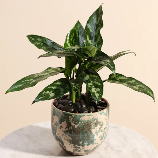 Aglaonema Plant