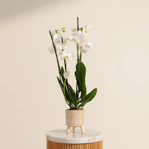 Magical White Phalaenopsis Plant Magical White Phalaenopsis Plant