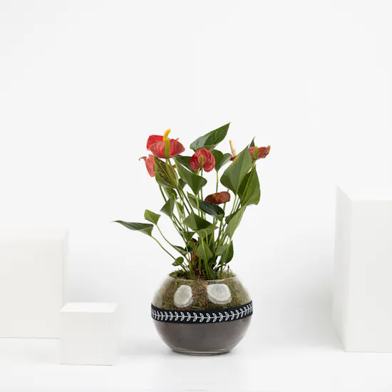 Anthurium Summer Love Plant