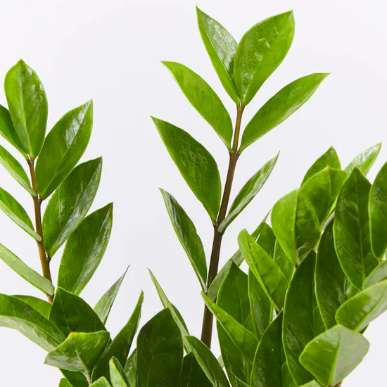 ZZ Plant