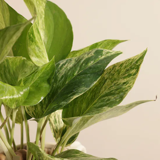Blooming Epipremnum Marble Plant
