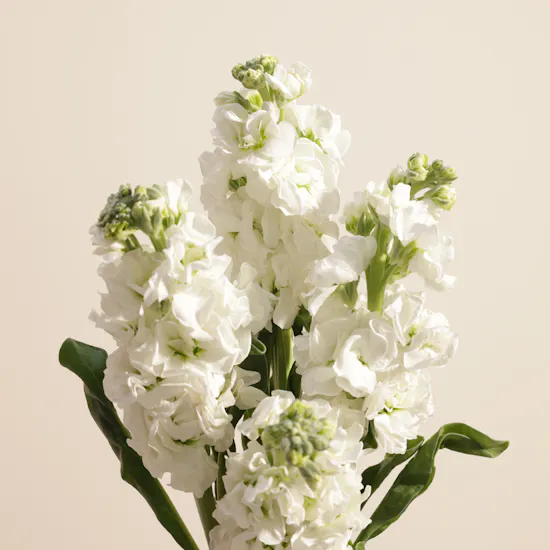 Pure Charm White Matthiola Vase