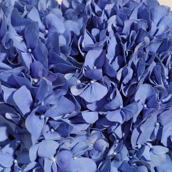 Blue Hydrangea | Black Wrapping