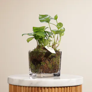 Epipremnum Pinnatum Aureum Plant