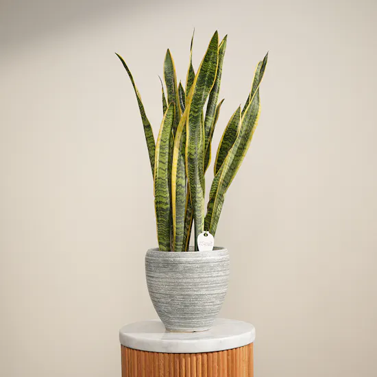 Fancy Sansevieria Laurentii Plant