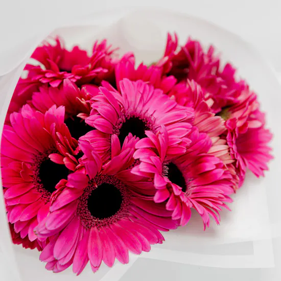 15 Fuchsia Gerbera | White Wrap