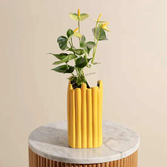 Fancy Yellow Anthurium Plant