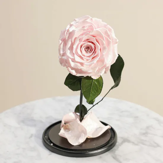 Preserved Pink Rose Aurora