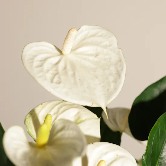 Fancy White Anthurium Plant