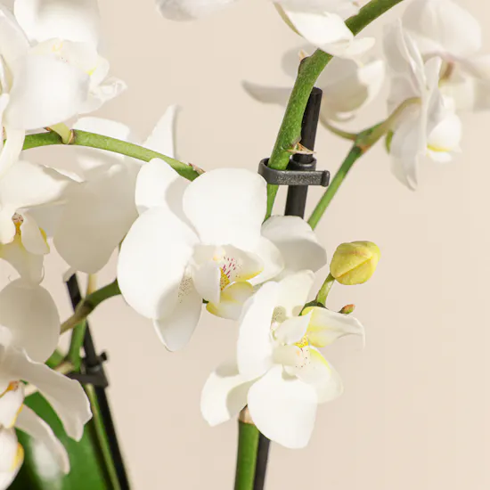 Magical White Phalaenopsis Plant