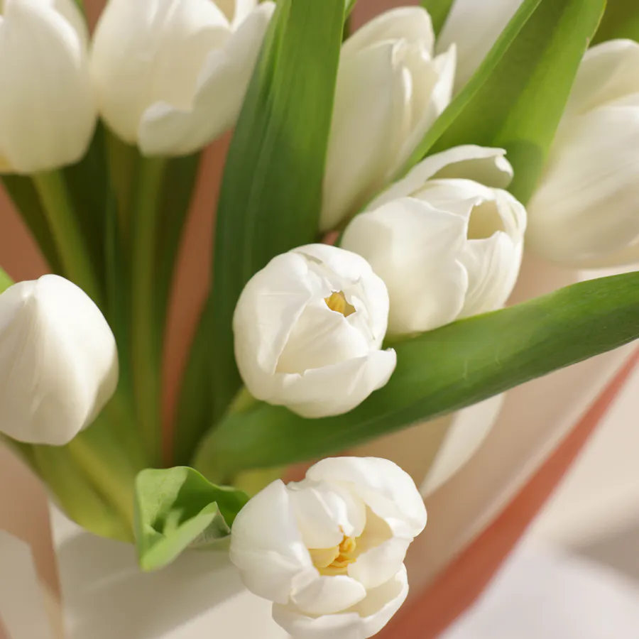 White Tulip | Pink & White Wrap 4