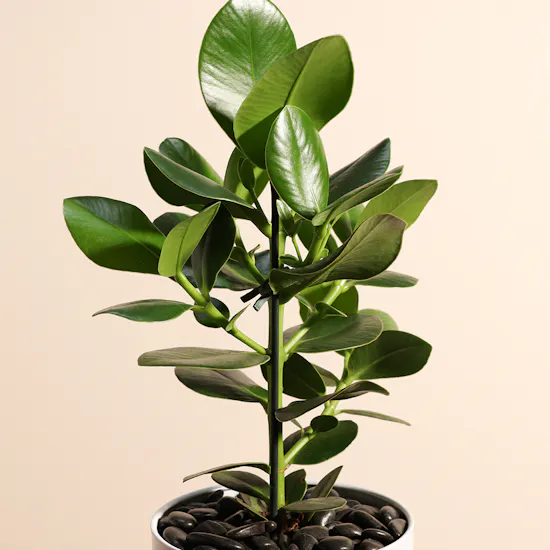 Clusia Rosea Princess Plant