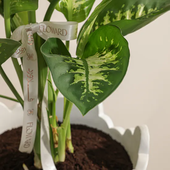 Refreshing Green Dieffenbachia Plant