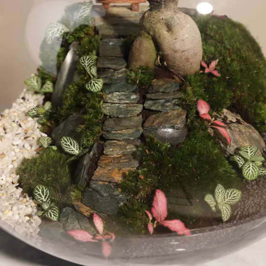 Vibrant Ficus Bonsai Garden | Closed Terrarium
