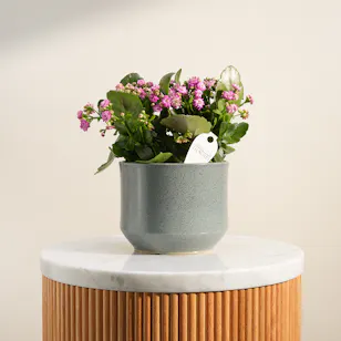 Beauty Pink Kalanchoe Plant Beauty Pink Kalanchoe Plant