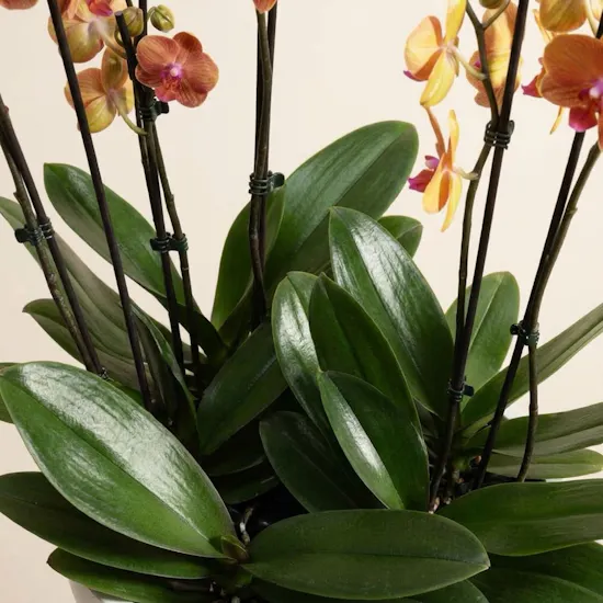 Orange Phalaenopsis Orchid Duet Plants