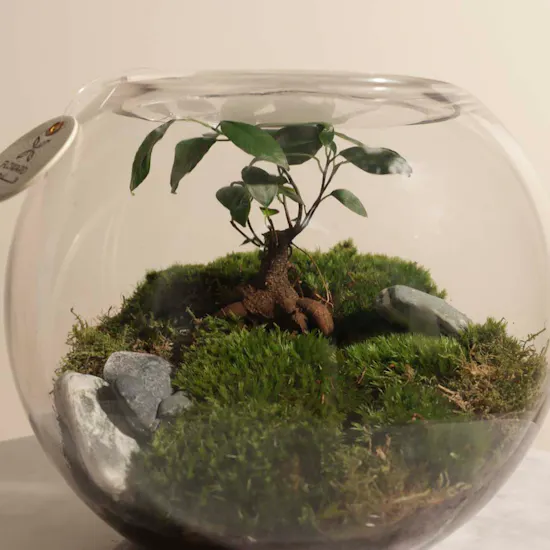 Stunning Terrarium Vase