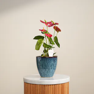 Beauty Red Anthurium Plant