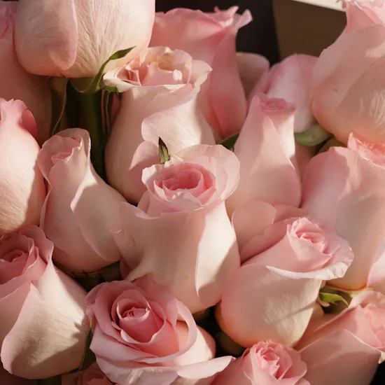 Silent Sentiment Roses Bouquet | 25 Flower
