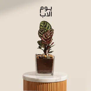 نبات كالاتيا ماكويانا الاخضر المتألقة ليوم الأب