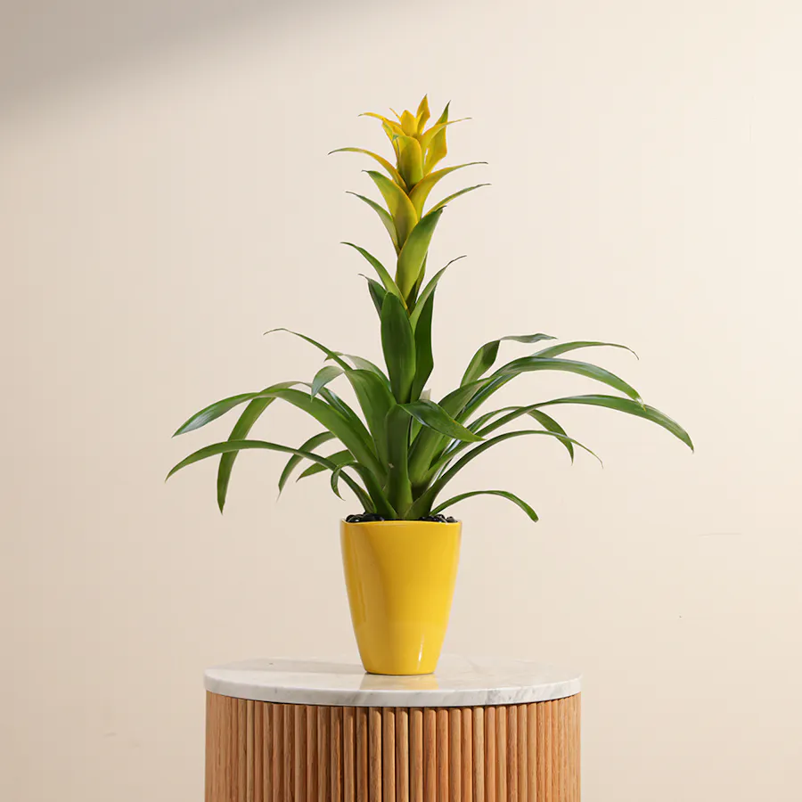 Guzmania Hilda 1