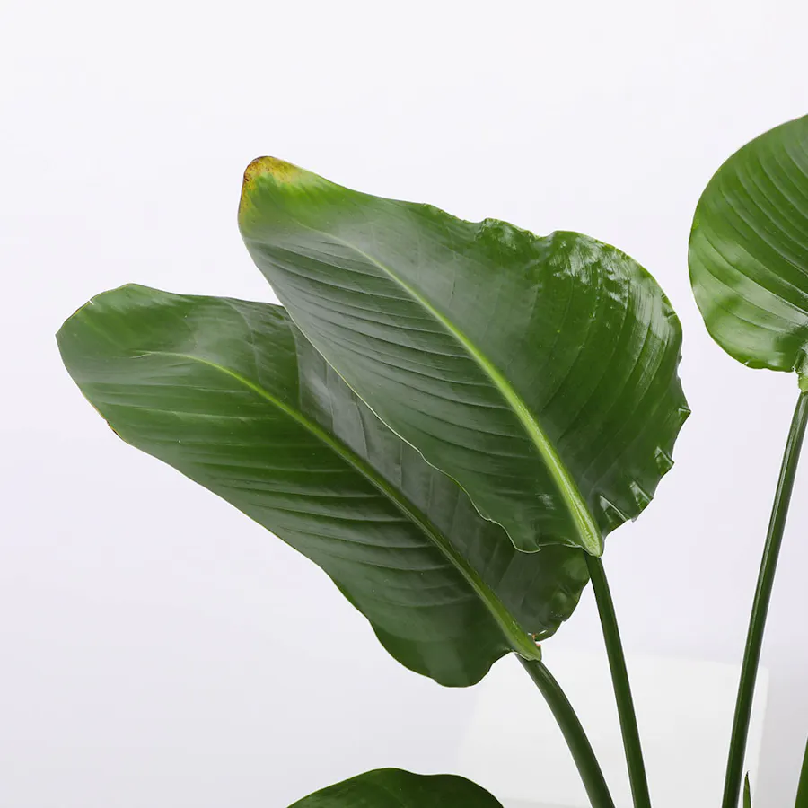 Strelitzia Nicolai Plant 90 cm 4